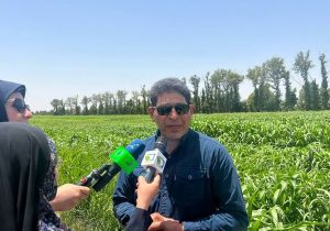 تولید بذر ارزن و سورگوم مقاوم به گرما و خشکی در راستای افزایش ضریب خود اتکایی در علوفه