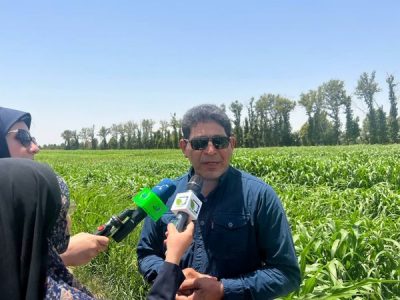 تولید بذر ارزن و سورگوم مقاوم به گرما و خشکی در راستای افزایش ضریب خود اتکایی در علوفه