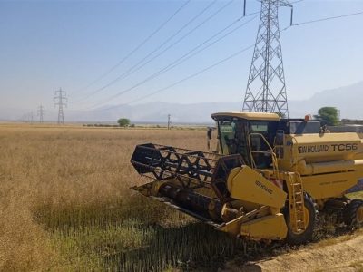 ۲۵ هزار میلیارد تومان علیالحساب به گندمکاران پرداخت شد