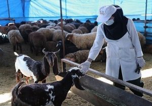 عرضه دام عیدقربان در ۸۵۰ نقطه کشور