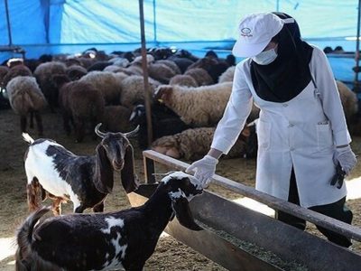 عرضه دام عیدقربان در ۸۵۰ نقطه کشور