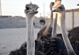 ایران، رتبه دوم ظرفیت تولید شترمرغ در جهان