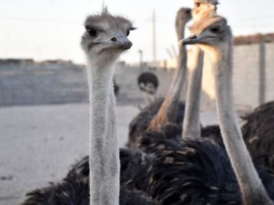 ایران، رتبه دوم ظرفیت تولید شترمرغ در جهان