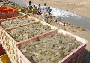 سرمایهگذاری ۸ هزار میلیارد تومانی در بخش آبزیان