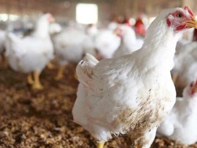 ضرورت تقویت و ارتقای ژنتیک نژاد مرغ بومی و تشویق احیاگران توسط دولت