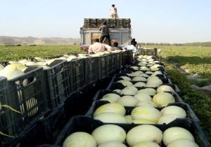 کاهش ۳۵ صادرات محصولات جالیزی و آب‌بر