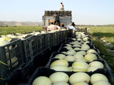 کاهش ۳۵ صادرات محصولات جالیزی و آب‌بر