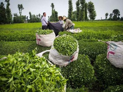 برداشت ۶۴ هزار تن برگ سبز چای از باغات شمال کشور