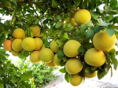 روسیه، مشتری پروپاقرص گریپ فروت باغداران ایرانی