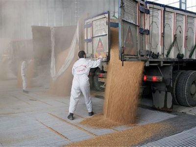 خرید تضمینی گندم ۳۱ درصد افزایش یافت