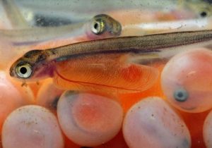 جلوگیری از خروج ارز با تولید بچه ماهی مقاوم قزل‌آلای رنگین‌کمان