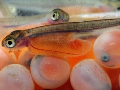 جلوگیری از خروج ارز با تولید بچه ماهی مقاوم قزل‌آلای رنگین‌کمان