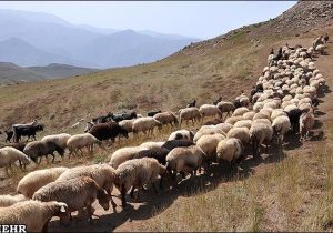 کمبودی در عرضه گوشت قرمز نداریم