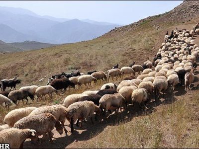 افزایش ۵۰ درصدی بهرهوری در تولیدات دامهای سبک