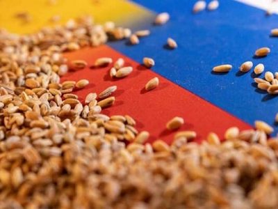 تولید ۲۱ میلیون تنی غلات ایران در سال زراعی ۱۴۰۱-۱۴۰۲