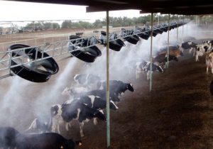 کاهش تولید شیر در گرما قابل مدیریت است