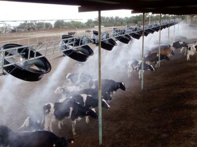 کاهش تولید شیر در گرما قابل مدیریت است