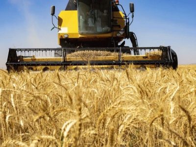 خرید تضمینی گندم از ۸ میلیون تن فراتر رفت