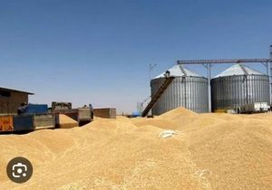 افزایش ۲۸ درصدی خرید تضمینی گندم در استان خوزستان