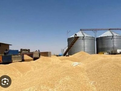 افزایش ۲۸ درصدی خرید تضمینی گندم در استان خوزستان