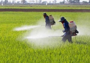 استفاده کودشیمیایی در کشاورزی چقدر به امنیت غذایی کمک می‌کند