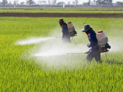 استفاده کودشیمیایی در کشاورزی چقدر به امنیت غذایی کمک می‌کند
