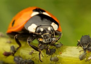 جایگزینی کنترل بیولوژیک به جای سموم شیمیایی، اولویت سازمان حفظ نباتات