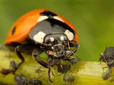 جایگزینی کنترل بیولوژیک به جای سموم شیمیایی، اولویت سازمان حفظ نباتات