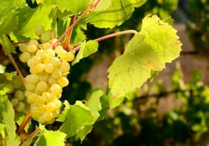 آغاز برداشت انگور از تاکستانهای اردبیل