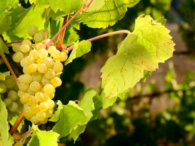 آغاز برداشت انگور از تاکستانهای اردبیل