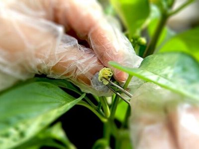 تولید ۹۸ درصد بذور مورد نیاز در داخل