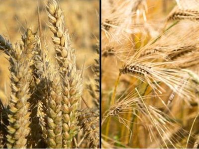 تولید بذر گواهی شده جو و گندم در استان قم