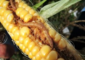 مهار زیستی کرم ساقه خوار ذرت با استفاده از زنبور تلنموس