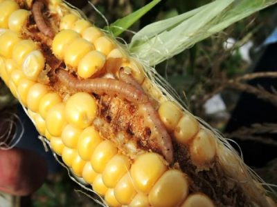 مهار زیستی کرم ساقه خوار ذرت با استفاده از زنبور تلنموس