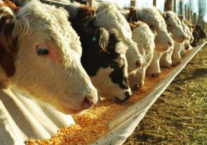 استفاده از ذرت‌های دامی در صنایع غذایی چرا و چگونه؟