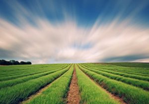 تولید ۶۰۰ تن پروبیوتیک با قیمت یک بیستم میزان وارداتی در سال گذشته