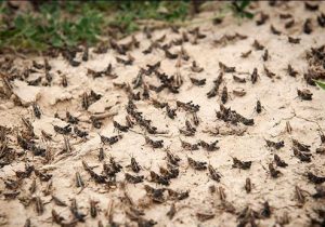 تجهیز آمادگاه مبارزه با امراض عمومی در ایرانشهر