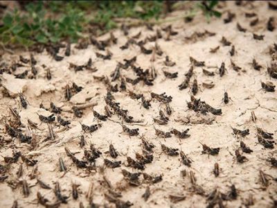 تجهیز آمادگاه مبارزه با امراض عمومی در ایرانشهر