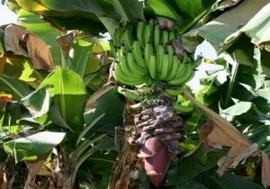 طرح خودکفایی موز با مطالعات جامع و دقیق انجام شود