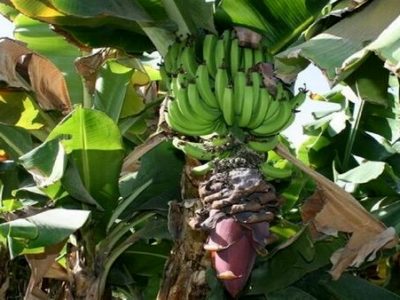 طرح خودکفایی موز با مطالعات جامع و دقیق انجام شود