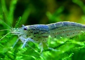 شناسایی ۵۰ هزار هکتار زمین مستعد پرورش میگو در هرمزگان