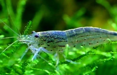 شناسایی ۵۰ هزار هکتار زمین مستعد پرورش میگو در هرمزگان