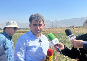 ۶ رقم هیبرید گوجه و فلفل به زودی معرفی می شود