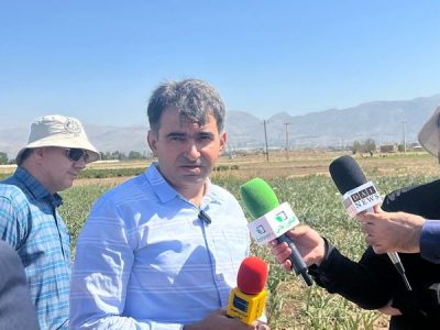 ۶ رقم هیبرید گوجه و فلفل به زودی معرفی می شود