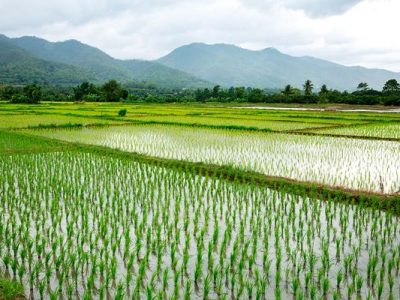 توزیع ۸۰۰ تن بذر گواهیشده و مرغوب برنج در بین کشاورزان گیلانی