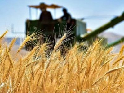 نرخ خرید تضمینی گندم ۱۹٫۵ هزار تومان تعیین شد