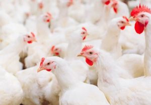 تهدید مرغ‌های اوکراینی برای مرغداران اروپایی
