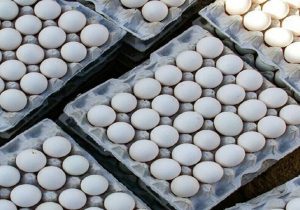 قیمت تخم مرغ تا پایان سال تغییری نمی‌کند