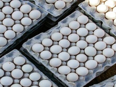 قیمت تخم مرغ تا پایان سال تغییری نمی‌کند