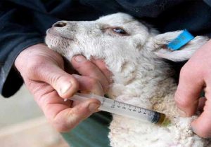 ۴۹ درصد بیماری‌ها بین دام و انسان مشترک است